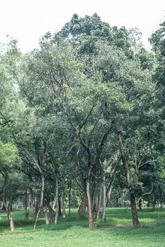 Dense Tree Stand for Reforestation and Recovery Concepts Stock Photos