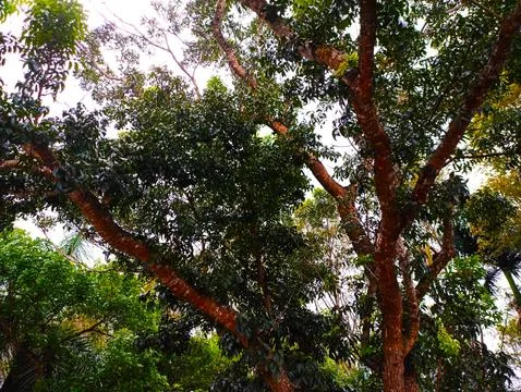 Dense tree with strong branches and stems Stock Photos