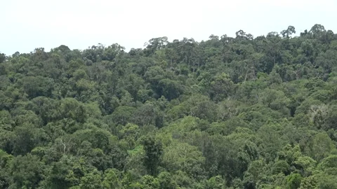 Dense tree at tropical summer forest daytime. Stock Footage 315408353