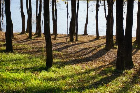Dense tree trunks along the Artificial Lake shore in sunset. Stock Photos