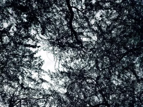 Dense trees and branches in forest bottom view Stock Photos