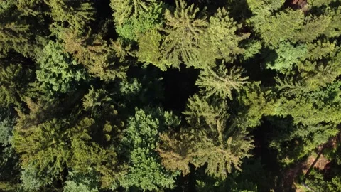 Dense trees in Bavarian Forest from above filmed with drone flying forward Stock Footage 196290876