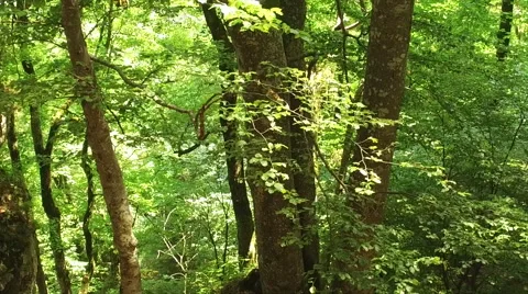 Dense trees in a beautiful deep forest in wilderness with vibrant green foliage Stock Footage 68415911