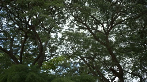 Dense Trees in City Park Stock Footage 235919956