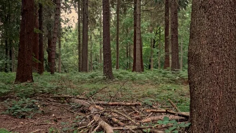 Dense trees in a forest Stock Footage 120444576