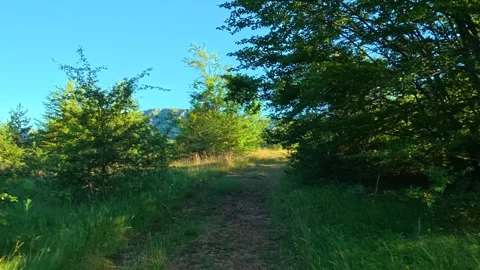 Dense trees frame path. Kozji Kamen hiking path, Serbia Stockbeeldmateriaal 342341933