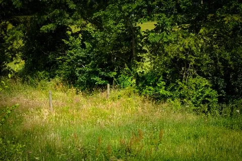 Dense trees frame a sunlit meadow of wild grasses Stock Photos