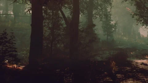 Dense trees line a forest path in the soft light of early morning Stock Footage 342808748