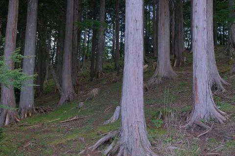 In the dense trees of the mountain road Stock Photos