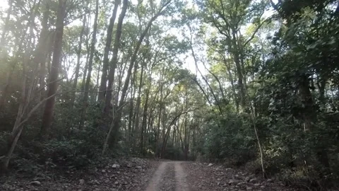 The dense trees obscure the sky in Jim Corbett national park Stock Footage 303275480