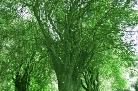 Dense trees Stock Photos