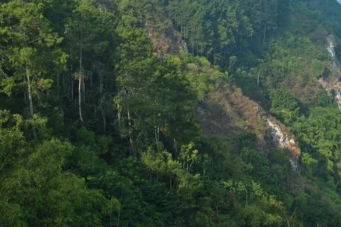 Dense trees Stock Photos