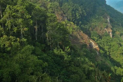 Dense trees Stock Photos