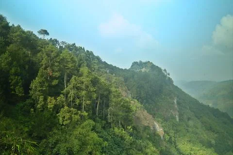 Dense trees Stock Photos