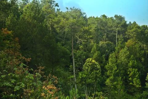 Dense trees Foto stock
