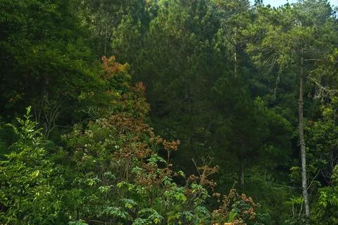 Dense trees Foto stock