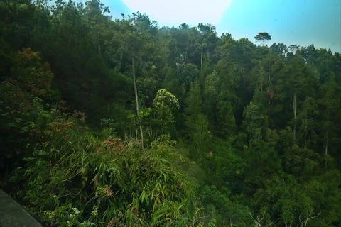 Dense trees Foto stock