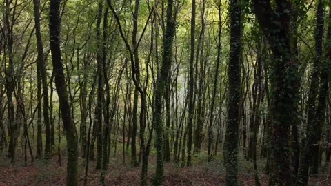 Dense Trees With Thin Trunks In The Route of the mills Vidéo 323432655