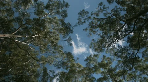 Dense Treetops On A Windy Day Stock Footage 51387543