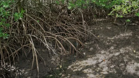 Dense Tropical Coastal Forest With Exposed Aerial Root System Stock-Footage 338314133