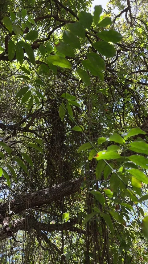 Dense tropical foliage and trees in Barbados, Caribbean Stock-Footage 335894946