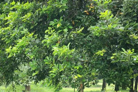 Dense Tropical Foliage Background. Stock Photos