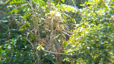 Dense Tropical Forest Canopy with Sunlight and Hidden Wildlife Indonesia Видео 343805047