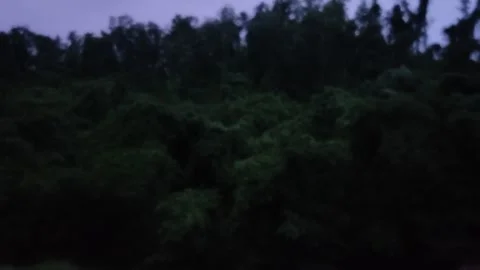 Dense Tropical Forest Canopy Under Twilight Dusk Sky 動画素材 278588096