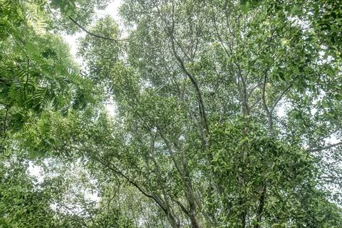 Dense tropical forest canopy viewed from below Stock Photos