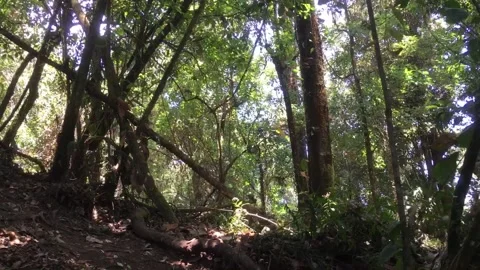 Dense Tropical Forest with Fallen Trees and Lush Green Vegetation Видео 345082807
