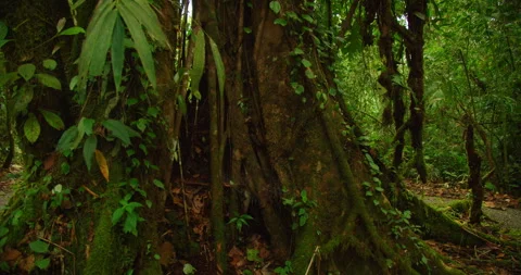 Dense tropical forest floor with massive tree roots covered in moss in Costa Stock Footage 341445191