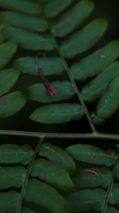 Dense tropical forest foliage forms a vibrant green backdrop. Diverse flora Stock Footage 338200745