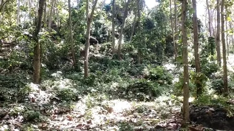 Dense Tropical Forest 動画素材 331227942