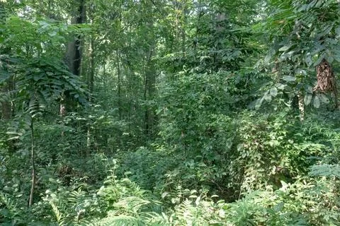 Dense Tropical Forest Interior with Layered Shrubs and Trees Stock Photos