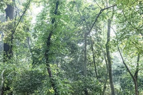 Dense Tropical Forest Interior with Slender Trunks and Natural Light Stock Photos
