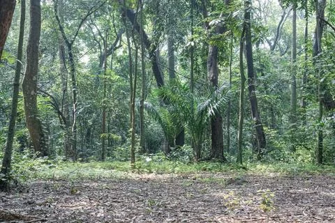 Dense tropical forest with layered trees and natural shrubs Stock Photos