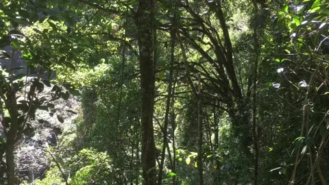 Dense Tropical Forest with Lush Green Foliage and Tall Trees Видео 344881540