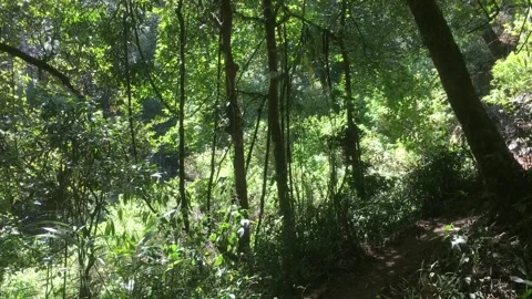 Dense Tropical Forest with Lush Green Vegetation and Tall Trees Видео 344881670