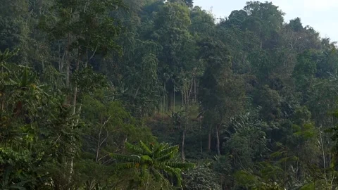 Dense Tropical Forest on Mountain Hillside Stock Footage 329176942