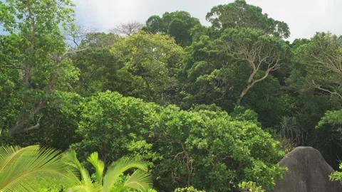 Dense tropical forest with palm trees 库存影片 301421234