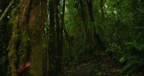 Dense tropical forest trail leading to Blue Falls in Costa Rica during a quiet Stock Footage 327791066