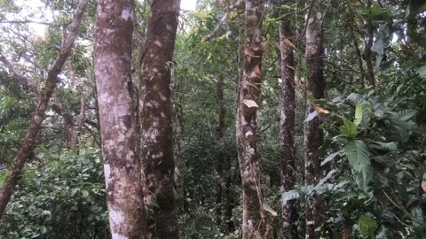 Dense Tropical Forest with Trees and Foliage Moving in the Wind Video stock 345083559