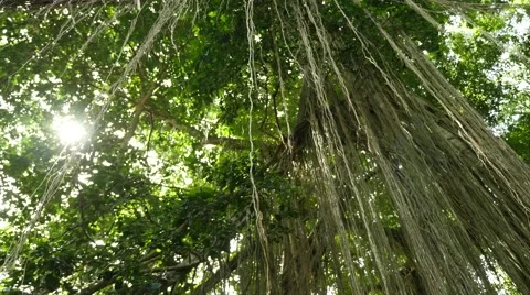 Dense tropical forest with twisted liana vines hanging from high trees of jungle Stock Footage