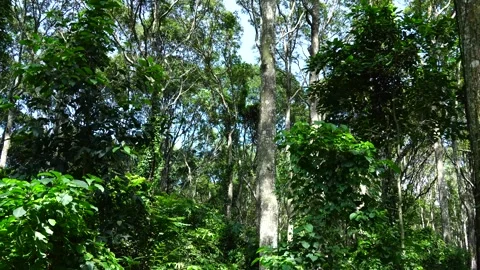 Dense Tropical Forest Undergrowth and Tall Tree Trunks in Natural Sunlight 스톡 동영상 343591047