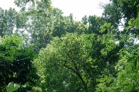 Dense Tropical Forest Vegetation Wall Stock Photos