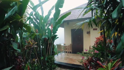 Dense tropical garden path framed by broad green leaves leads toward small Stock Footage 338436727