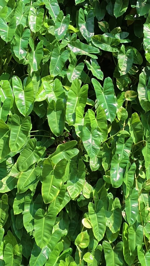 Dense tropical green foliage creating natural leafy background texture Stock Footage 342577229