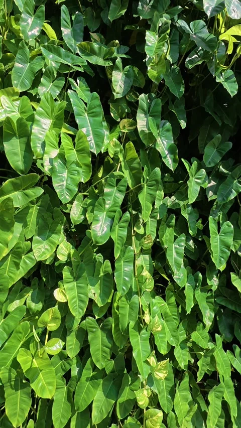 Dense tropical green foliage creating natural leafy texture Stock Footage 342577477