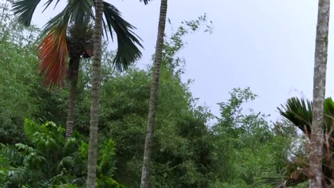 Dense tropical greenery with palm trees and bamboo under an overcast sky Stock-Footage 336533323