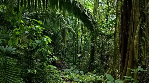 Dense Tropical Jungle Stock Footage 323143186